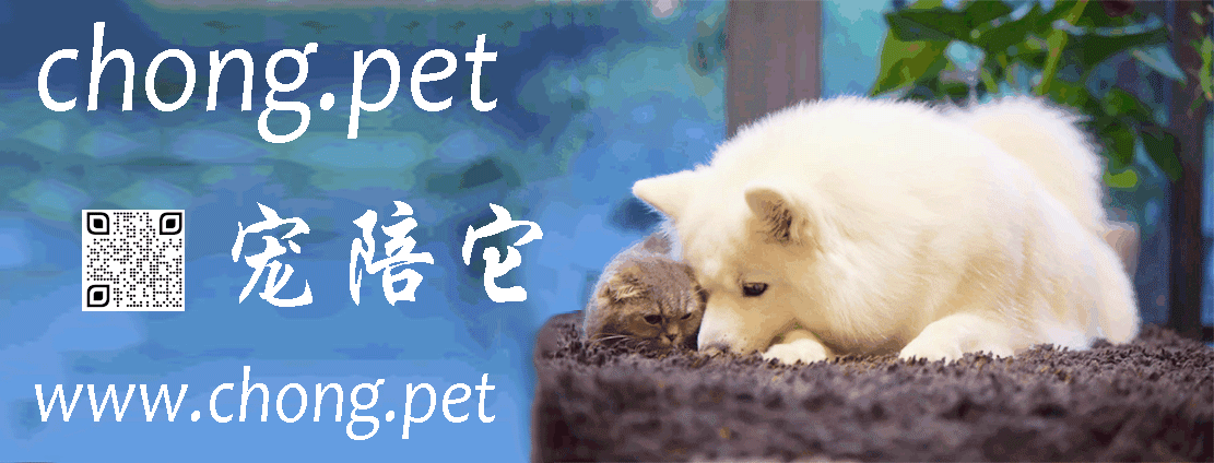 chong.pet ������